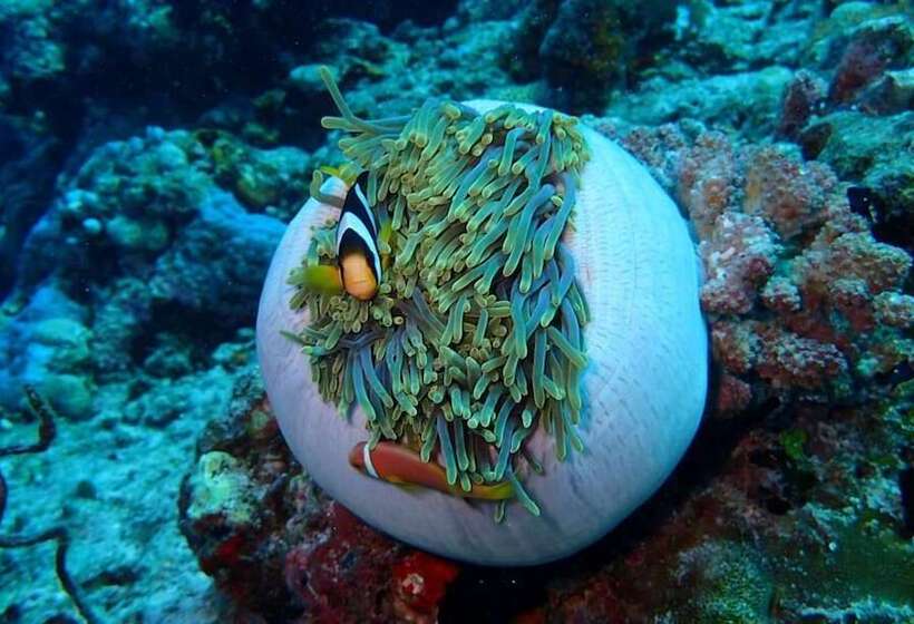 پانسیون Midsummer Thulusdhoo