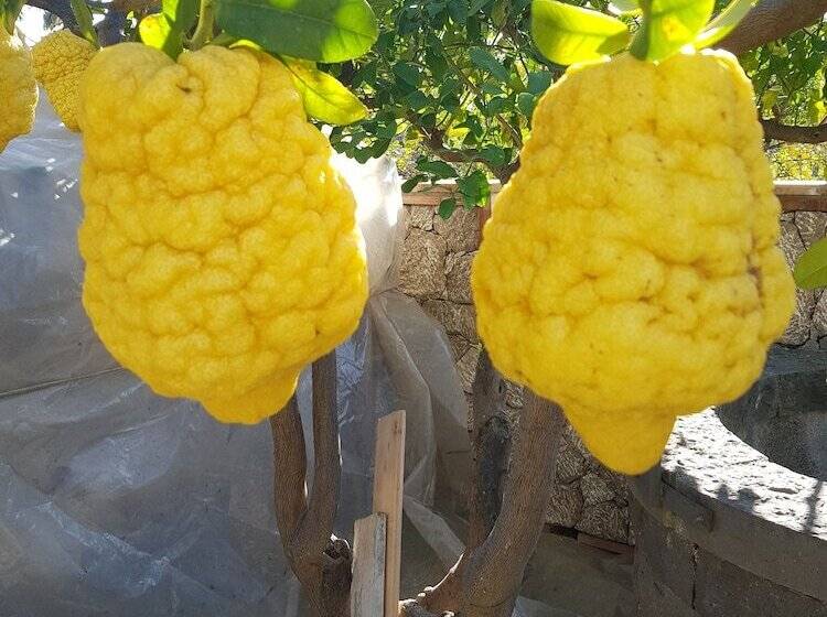 פנסיון Villa Antonino