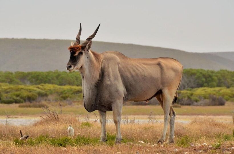 بنسيون De Hoop Vlei Cottages