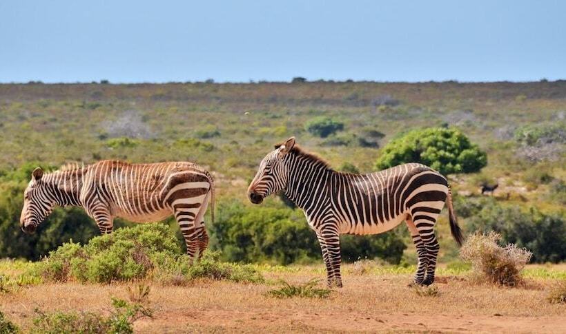 بنسيون De Hoop Vlei Cottages