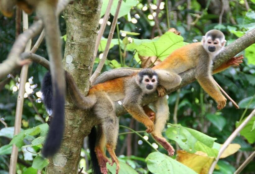 酒店 Manuel Antonio Park