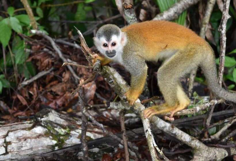 酒店 Manuel Antonio Park