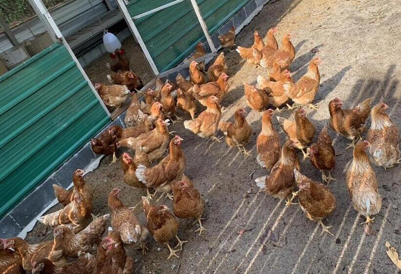 Отель Sala Phuket Mai Khao Beach Resort