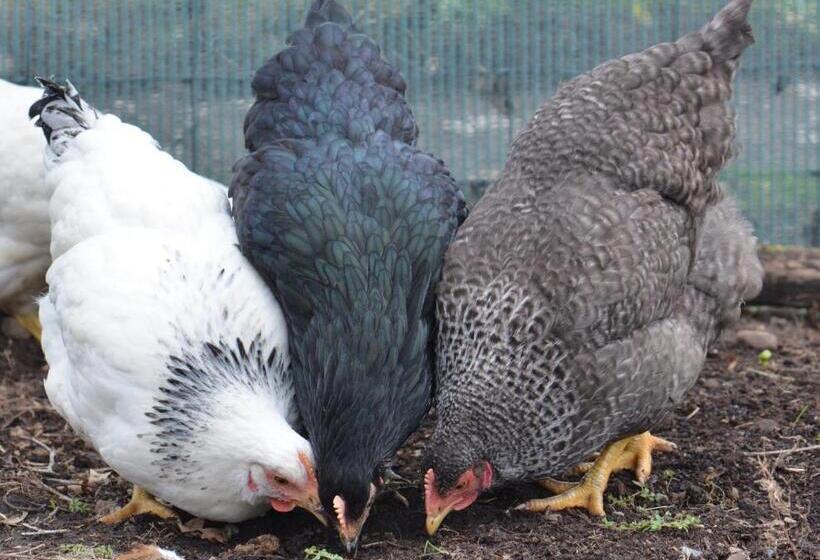 Отель Home Farm Bed And Breakfast