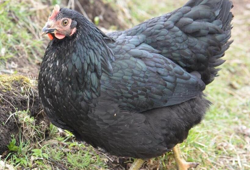 Отель Home Farm Bed And Breakfast