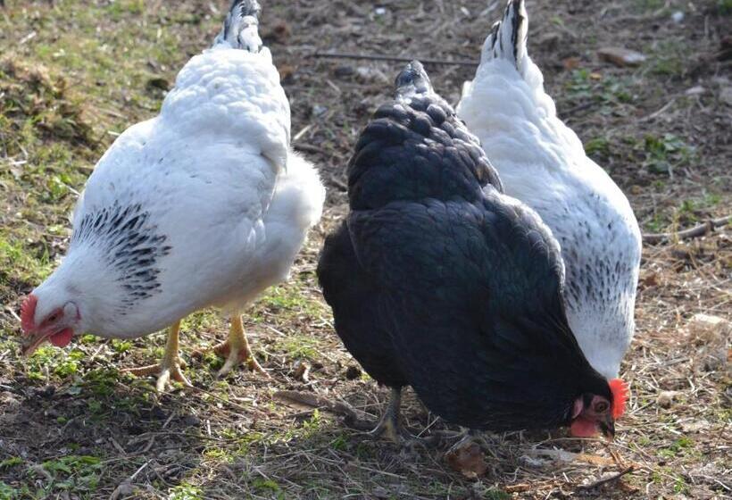 Отель Home Farm Bed And Breakfast