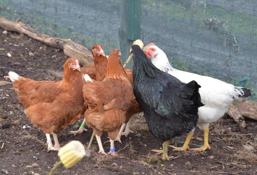 Отель Home Farm Bed And Breakfast