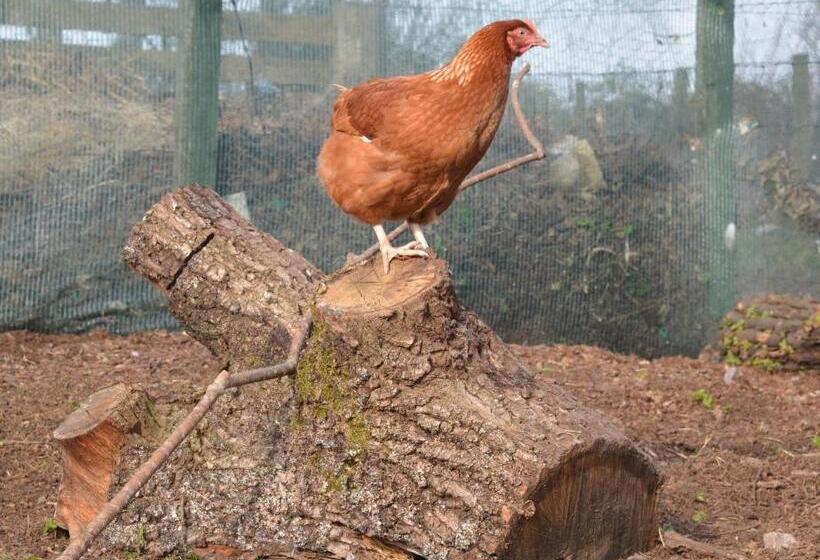 Отель Home Farm Bed And Breakfast