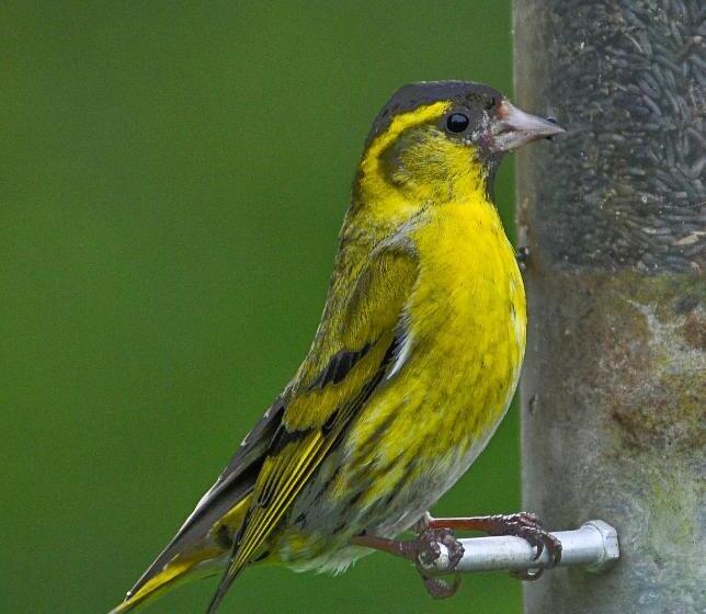Отель Home Farm Bed And Breakfast