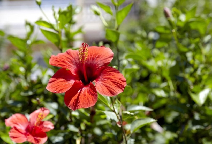 호텔 Sunshine Rhodes