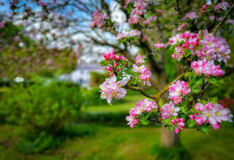 בית מלון כפרי Cedar House Boutique B&b