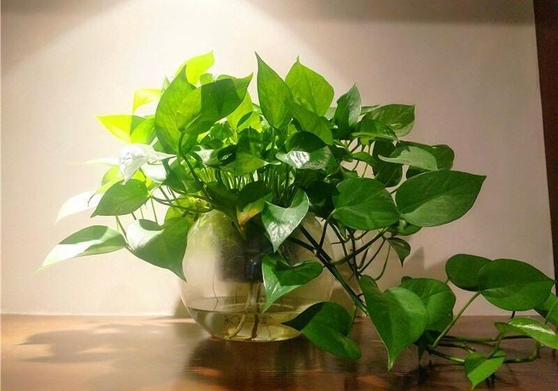 Otel Greentree Inn Jiaxing Haiyan County Passenger Depot Branch