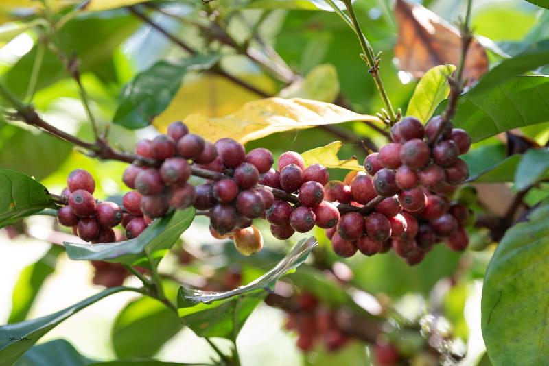 فندق Nauvoo Farm Resort