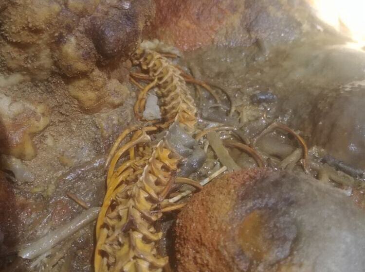 هتل Phong Nha Garden House