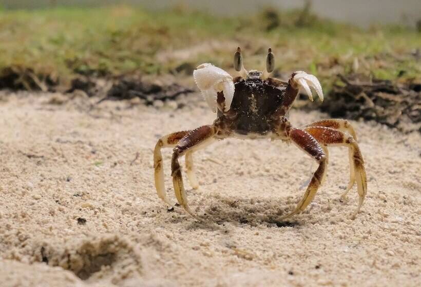 هتل White Villas Resort