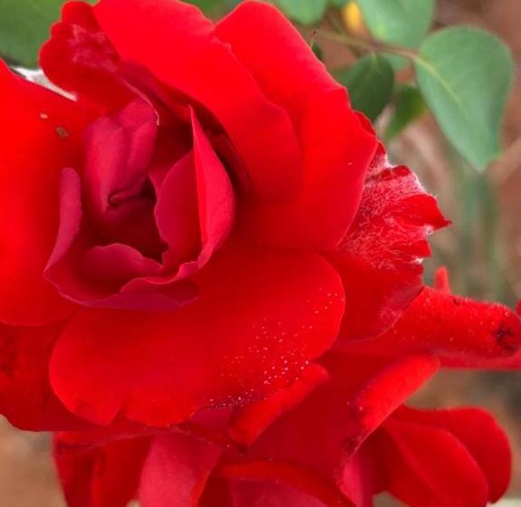 مبيت وإفطار Kimberley Boutique Guest Lodge