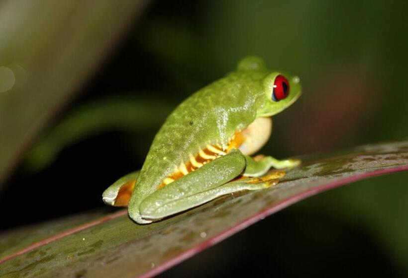 ペンション Casa Mambo