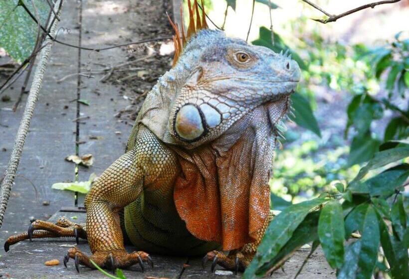 ペンション Casa Mambo