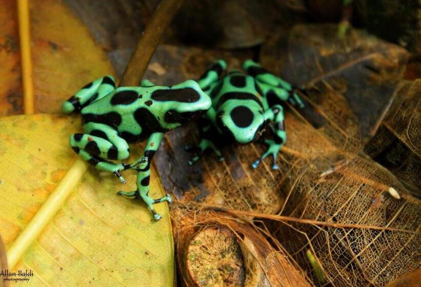 ペンション Casa Mambo