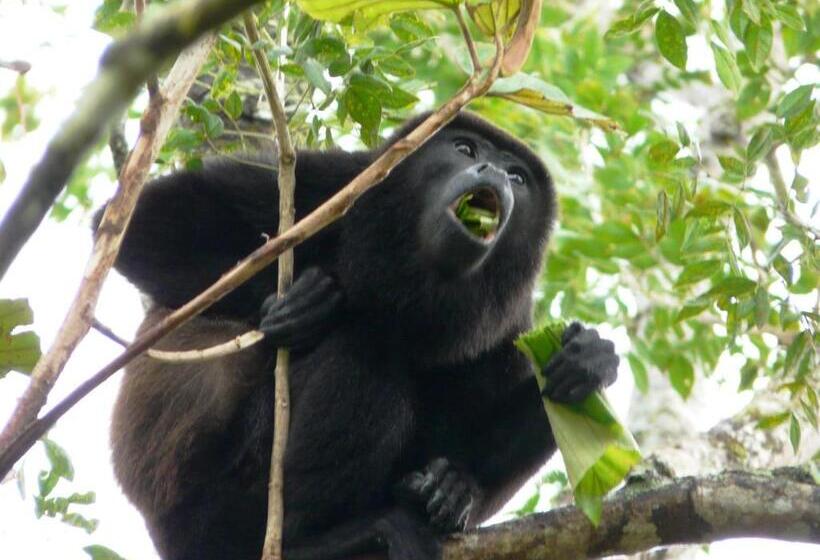 ペンション Casa Mambo