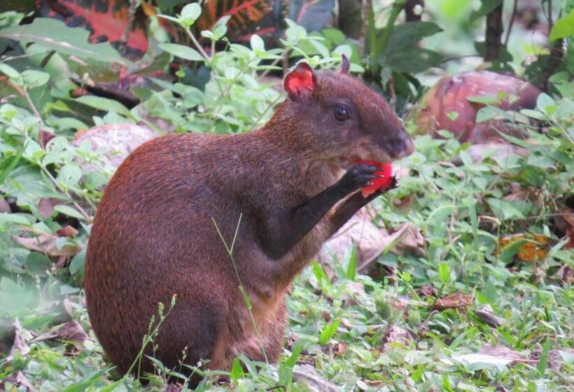 ペンション Casa Mambo