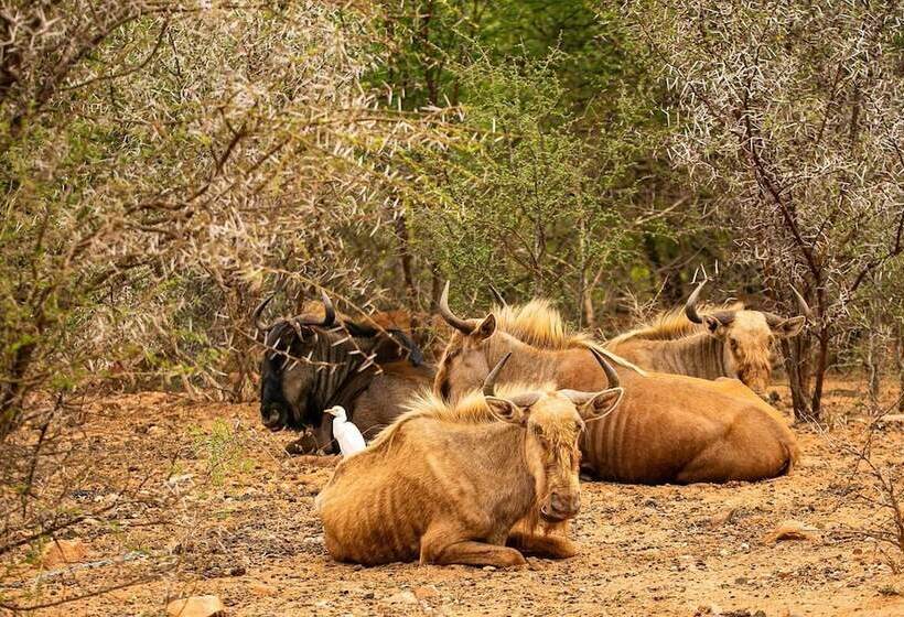 膳宿费 Hippomoon Lodge Game Reserve