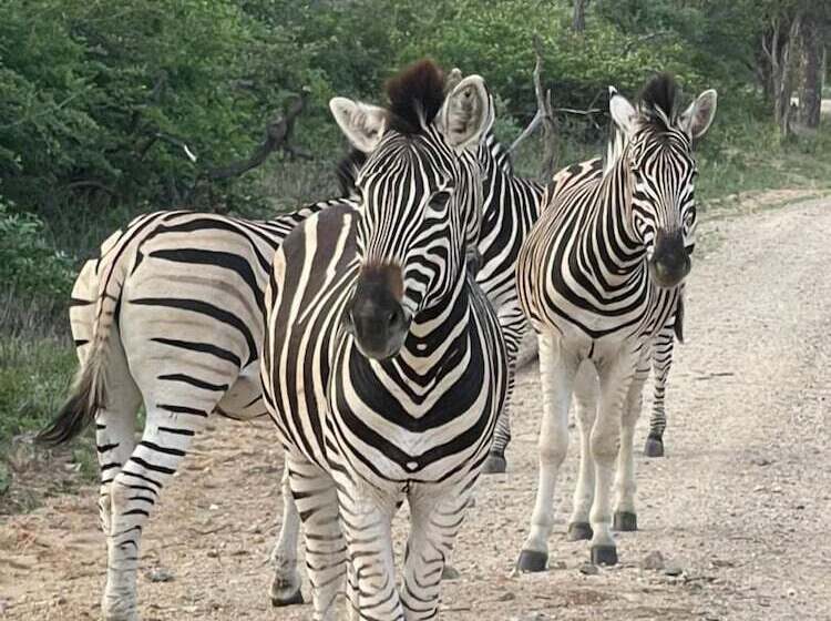 膳宿费 Hippomoon Lodge Game Reserve