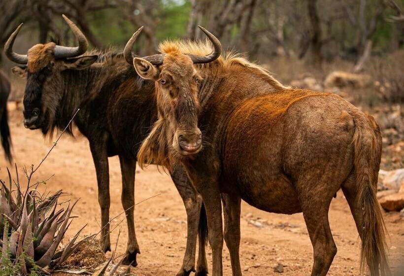 膳宿费 Hippomoon Lodge Game Reserve