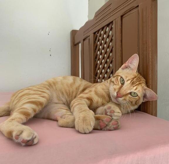 ペンション Hostel Flor Da Vida