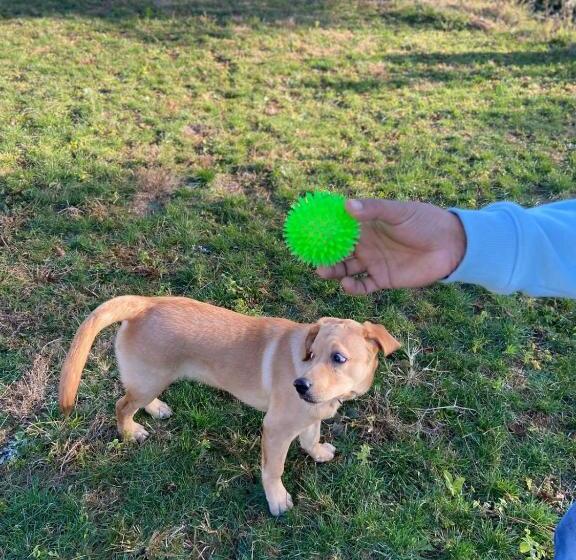 منتجع Golden Valley Cottages, Chail