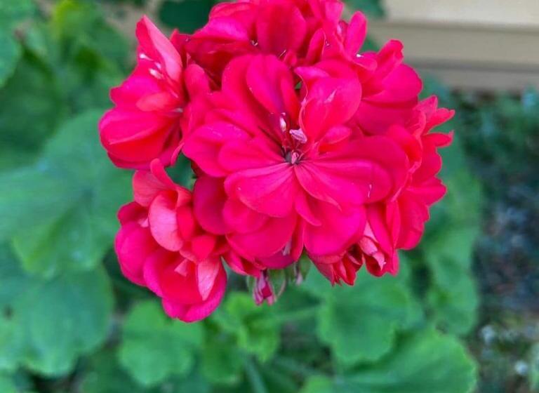 منتجع Golden Valley Cottages, Chail