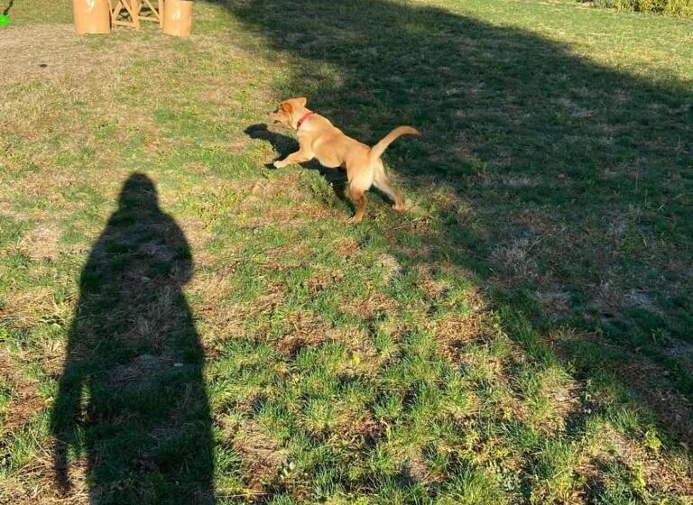 منتجع Golden Valley Cottages, Chail