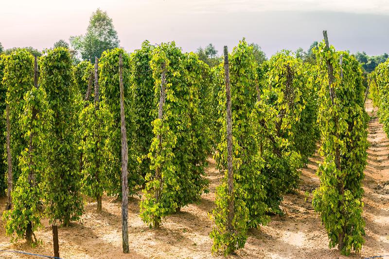 هتل Regent Phu Quoc