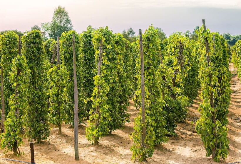 هتل Regent Phu Quoc