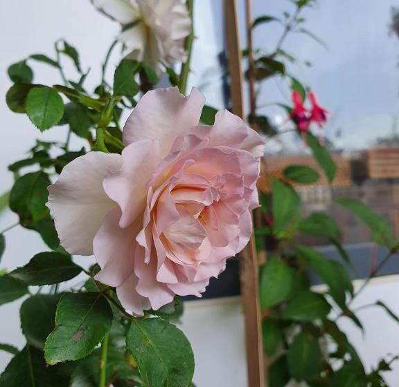 پانسیون Aki 秋 Hostel