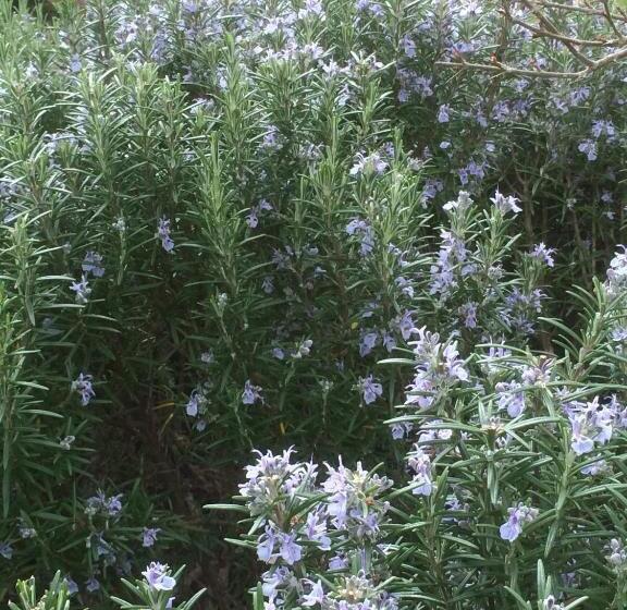 호텔 Residenzia Del Sogno