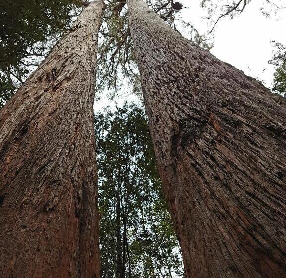 فندق صغير Tahune Airwalk Cabin And Lodge