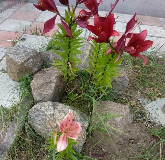 ベッドアンドブレックファースト Na Golubom Ozere