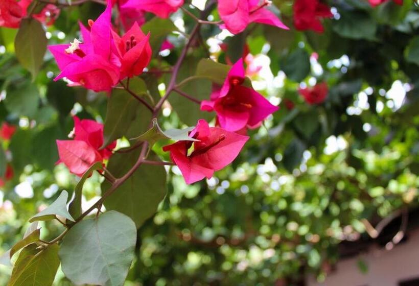 هتل Colonial San Felipe