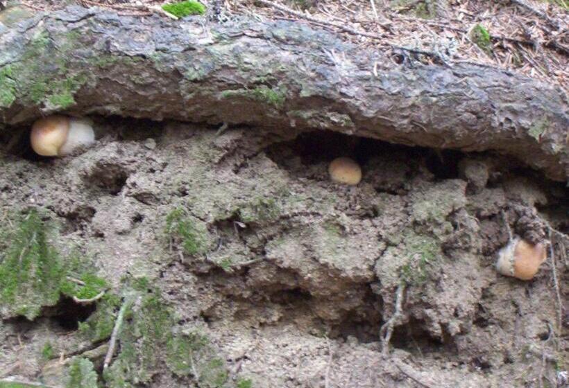 پانسیون аня рома