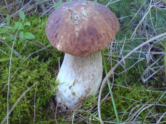 پانسیون аня рома