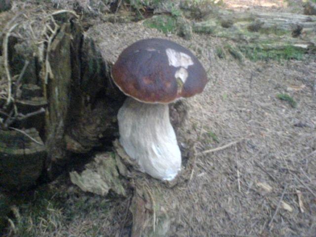 پانسیون аня рома