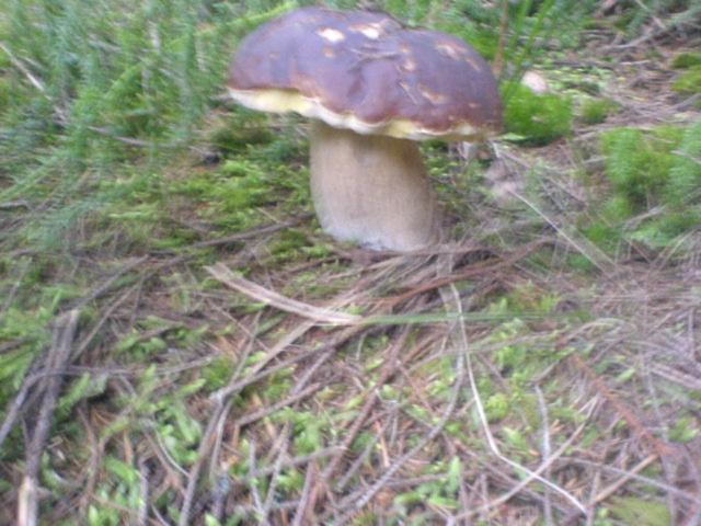 پانسیون аня рома