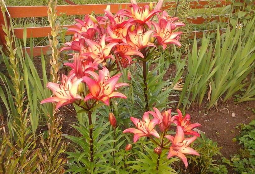 膳宿费 Romashka Guest House