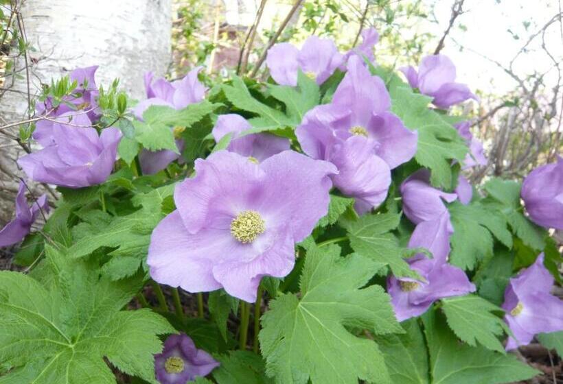 Blueberry Pension Madarao