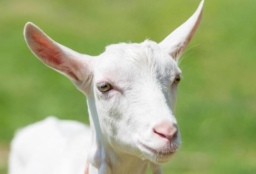 Blueberry Pension Madarao