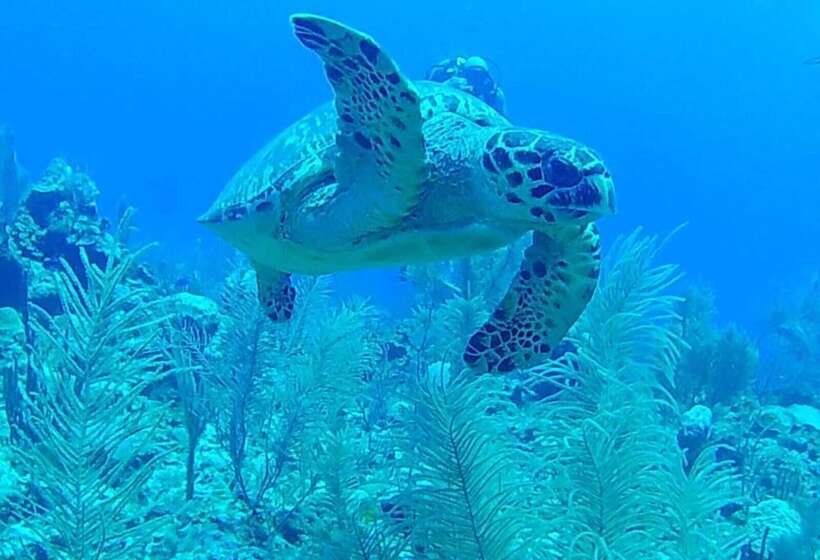 ホテル Corona Del Mar