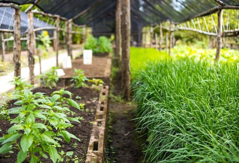 בית מלון כפרי The Placencia