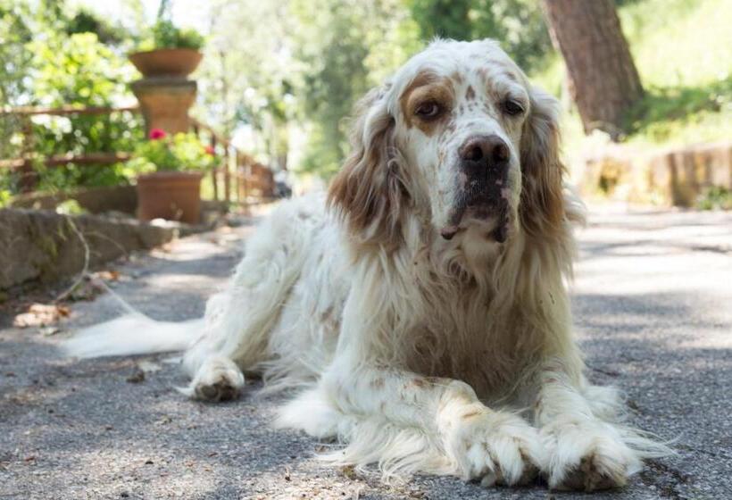 בית מלון כפרי Villa Romita