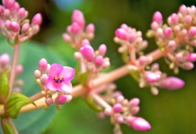 בית מלון כפרי Colmar Tropicale